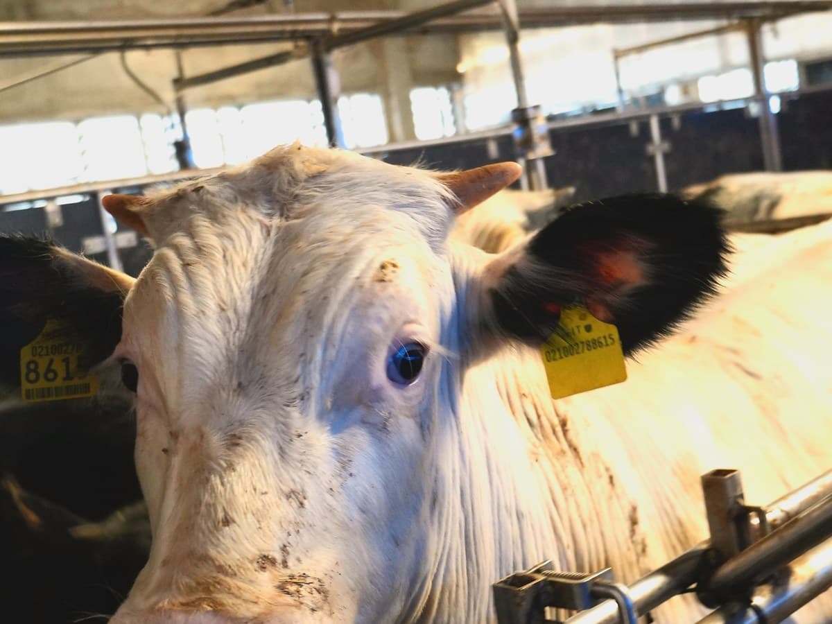 Bovino con marca auricolare nell’allevamento Agrinatura: la tracciabilità di ogni capo